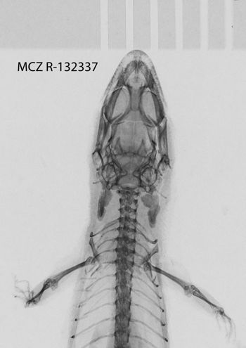 Media type: image;   Herpetology R-132337